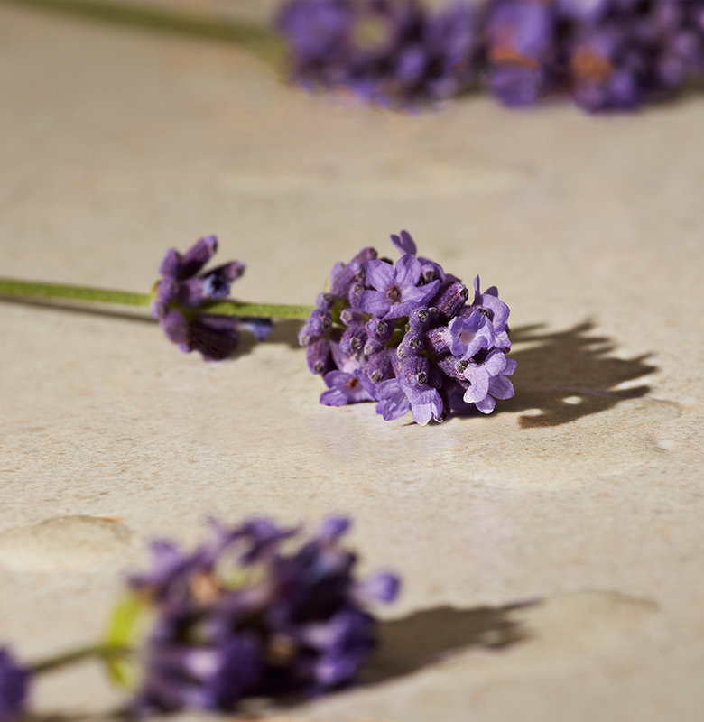 07-2022-Q1-WELLNESS-ESSENTIAL-OILS-200pc-DESKTOP